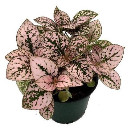 How To Grow And Care For Polka Dot Plant
