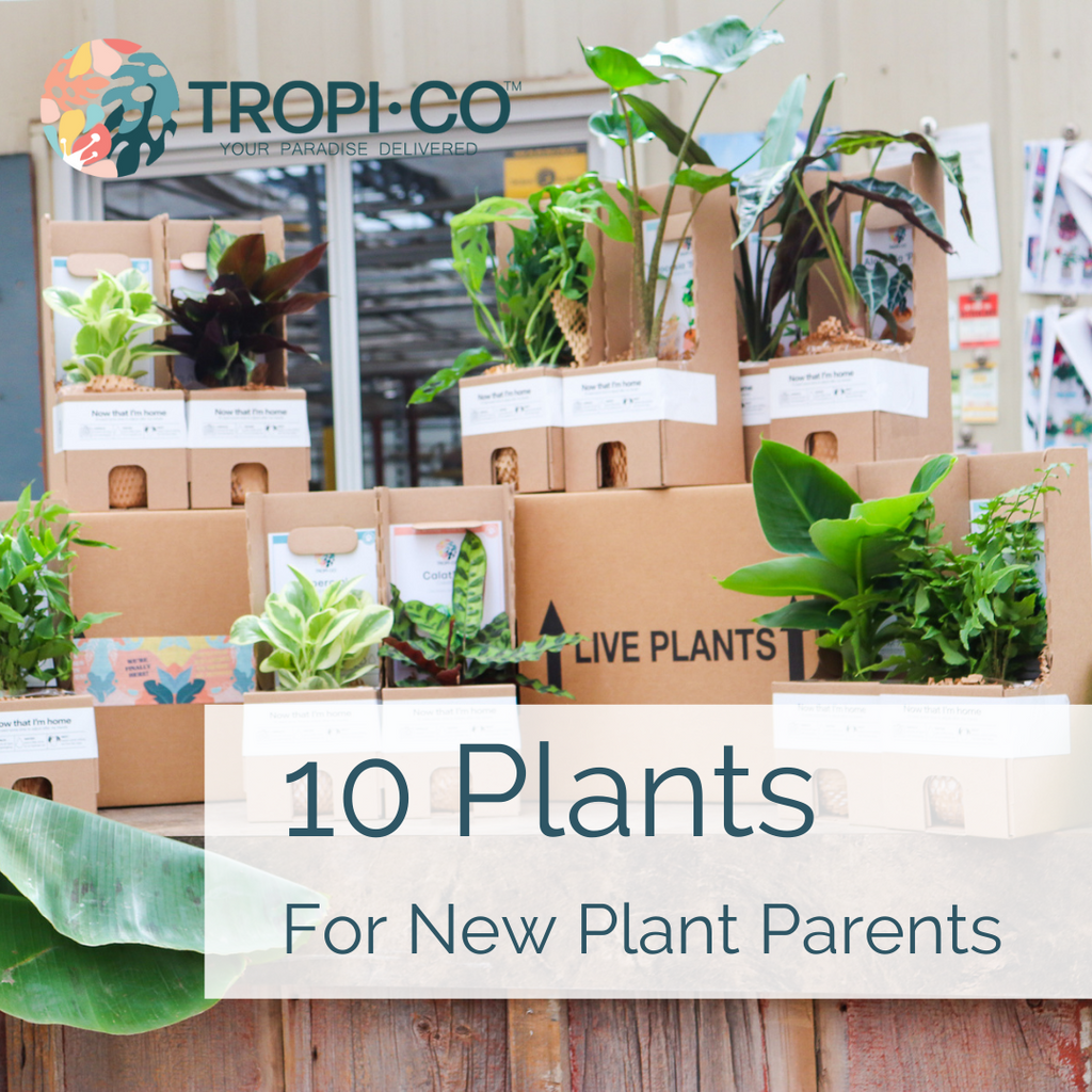 10 meilleures plantes pour les nouveaux parents de plantes